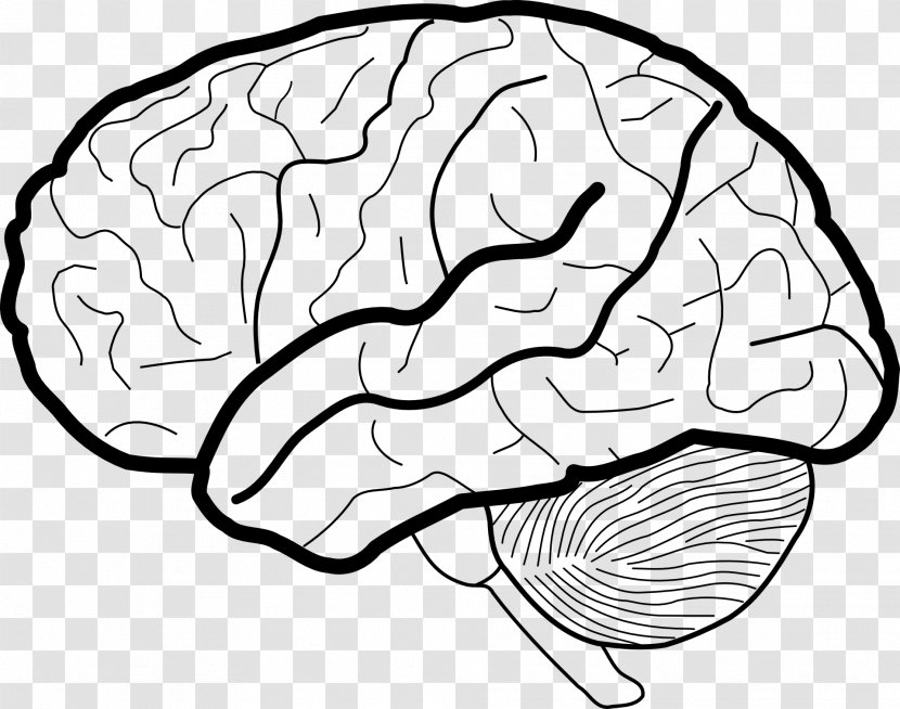 Human Brain White Matter Diagram Head - Frame Transparent PNG