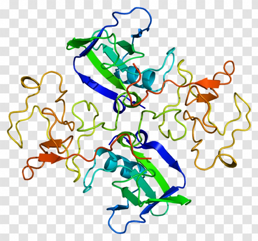 Hepatocyte Growth Factor C-Met Receptor Tyrosine Kinase - Art - Positive Transparent PNG
