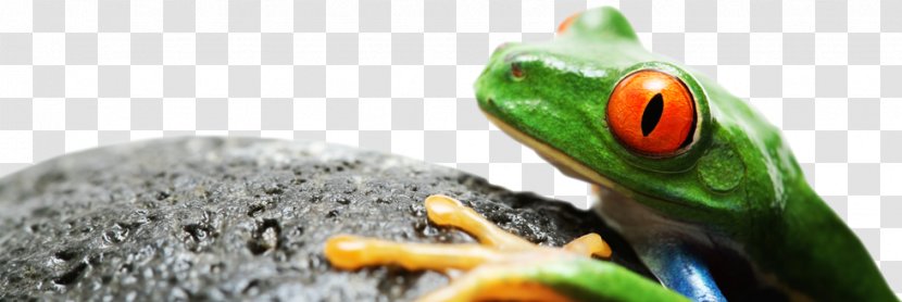 Tree Frog Bus Clothing Reptile - Scaled - Advertising Design Templates Transparent PNG