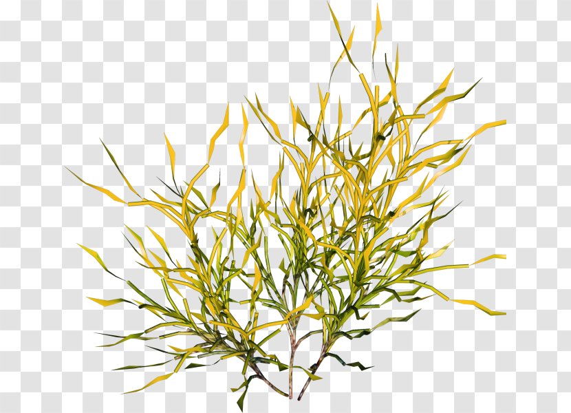 Clip Art - Twig - Yellow Green Simple Grass Decoration Pattern Transparent PNG