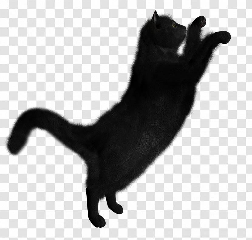 Black Cat Kitten - Image Transparent PNG