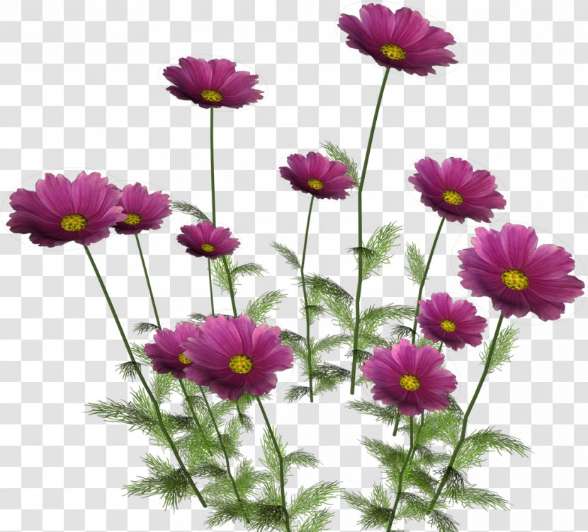 Flower Clip Art - Daisy Family Transparent PNG