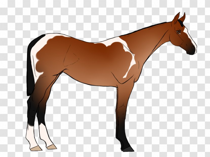 Horse Stallion Foal Mare Halter - Foxtail Transparent PNG