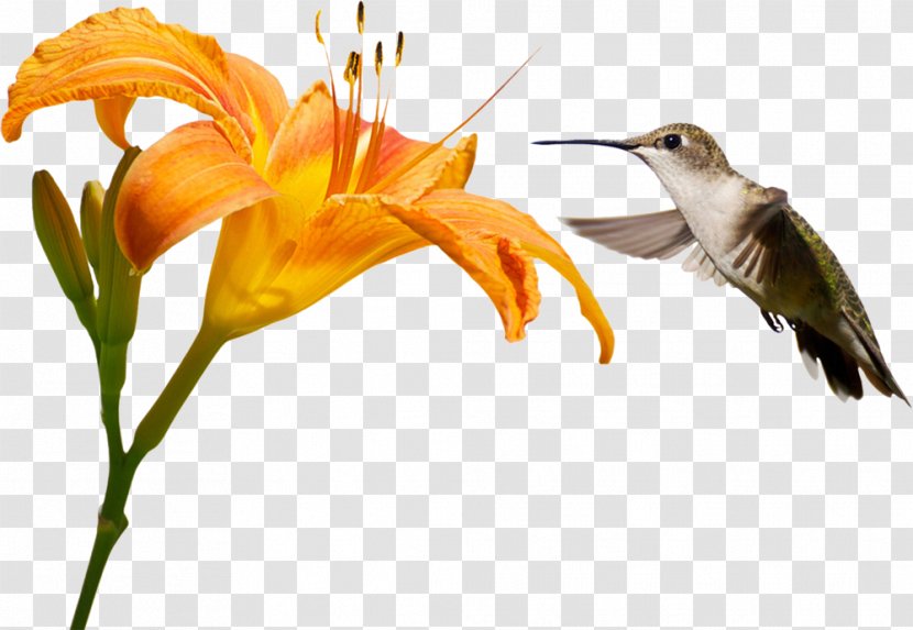 Hummingbird Baking There Are No Great Things, Only Small Things With Love. Happy Those. - Bird Transparent PNG
