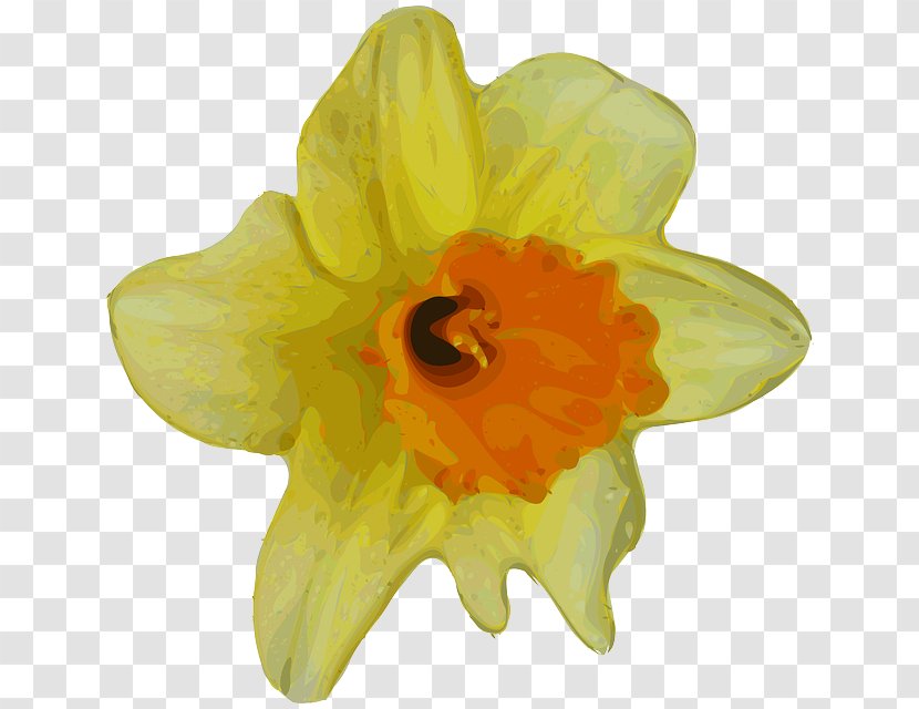 Flower Daffodil Buttercup Clip Art Transparent PNG