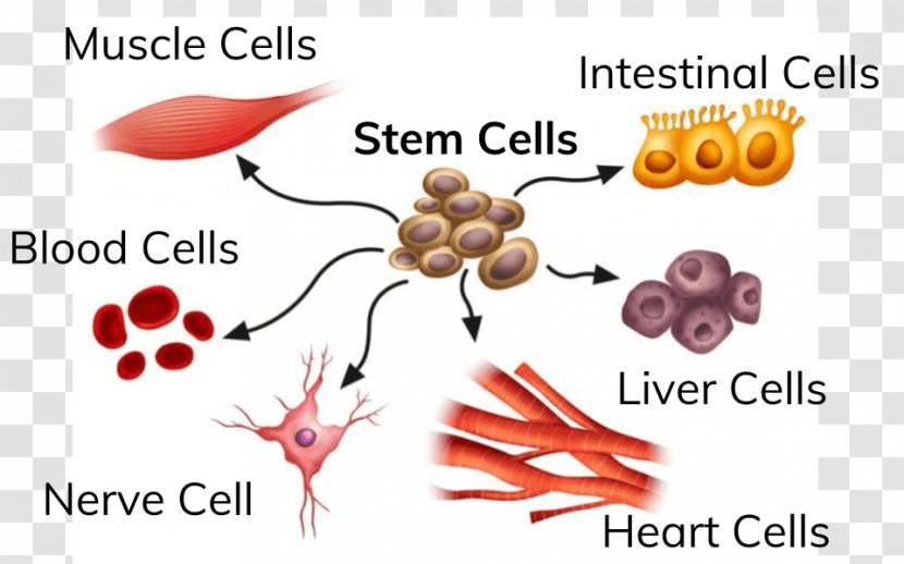 Adult Stem Cell Stem-cell Therapy Induced Pluripotent - Frame - Flower Transparent PNG