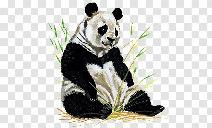 The Giant Panda Book Illustration Drawing Beijing Zoo - Cuteness - Bear Stool Transparent PNG