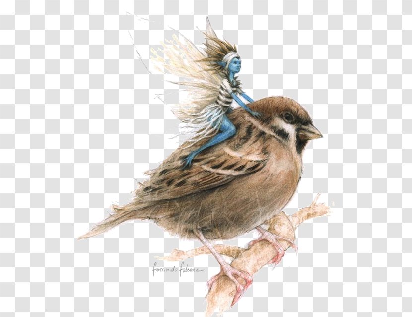 House Sparrow Enciclopedia Misteriosa De Los Seres Diminutos American Sparrows Creencia Popular Encyclopedia - Tail - Houdini Doyle Transparent PNG