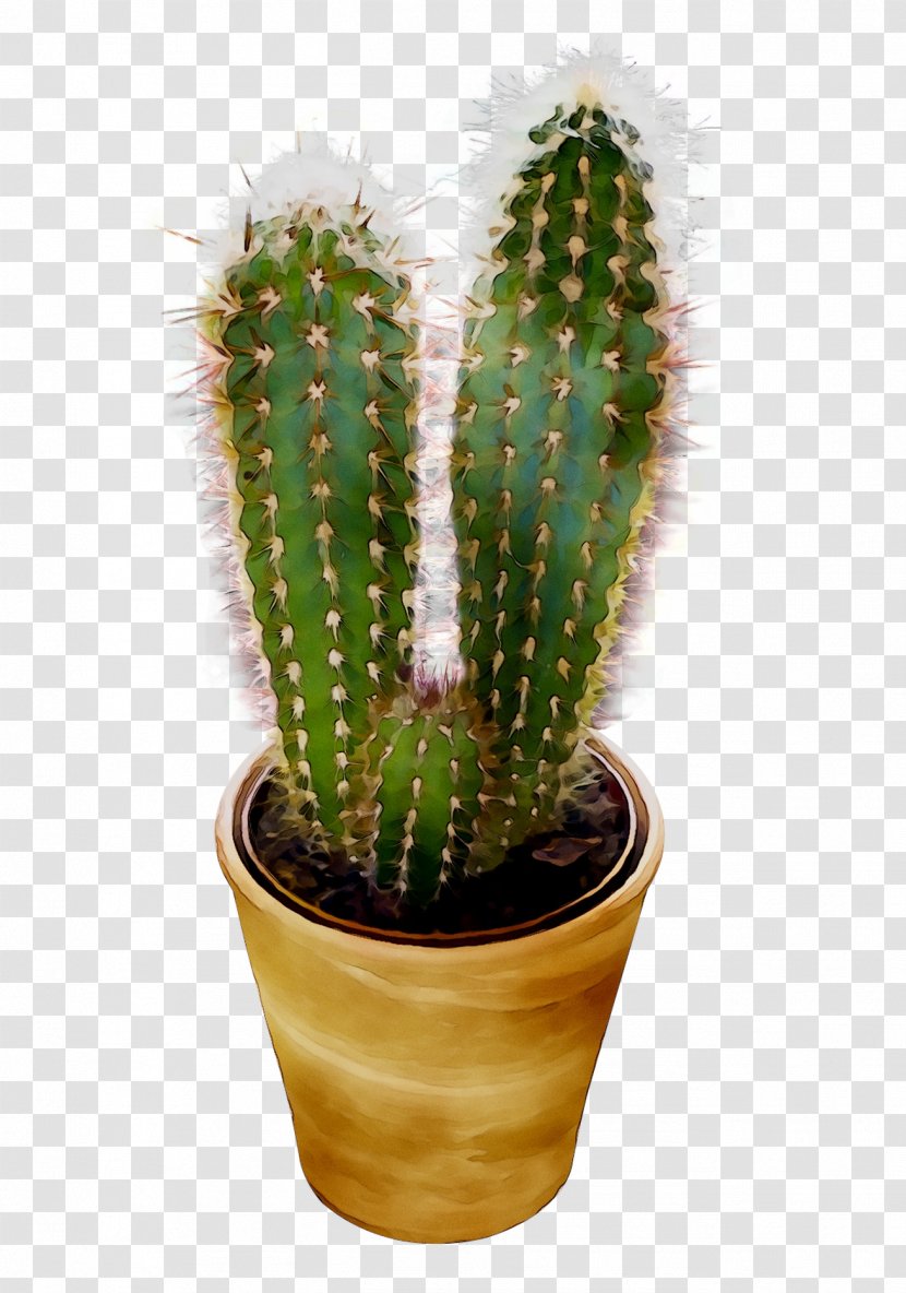 San Pedro Cactus Triangle Prickly Pear Echinocereus - Plant - Flower Transparent PNG