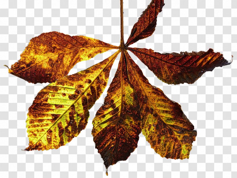 Autumn Photography Leaf - Public Domain - Leaves Transparent PNG