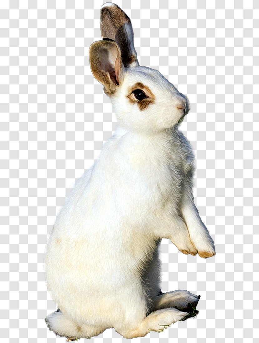 Hare Domestic Rabbit Pet - Flower Transparent PNG