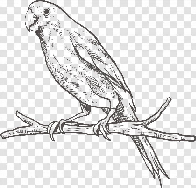 Parrot Bird Parakeet Sketch - On A Branch Transparent PNG