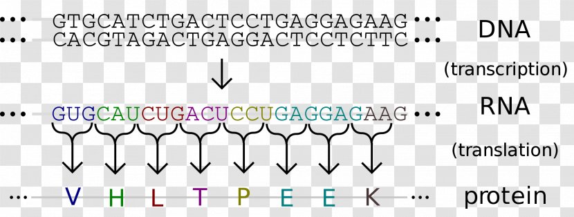 DNA RNA Genetics Nucleic Acid Sequence Sequencing - Text - Information Technology Background Transparent PNG