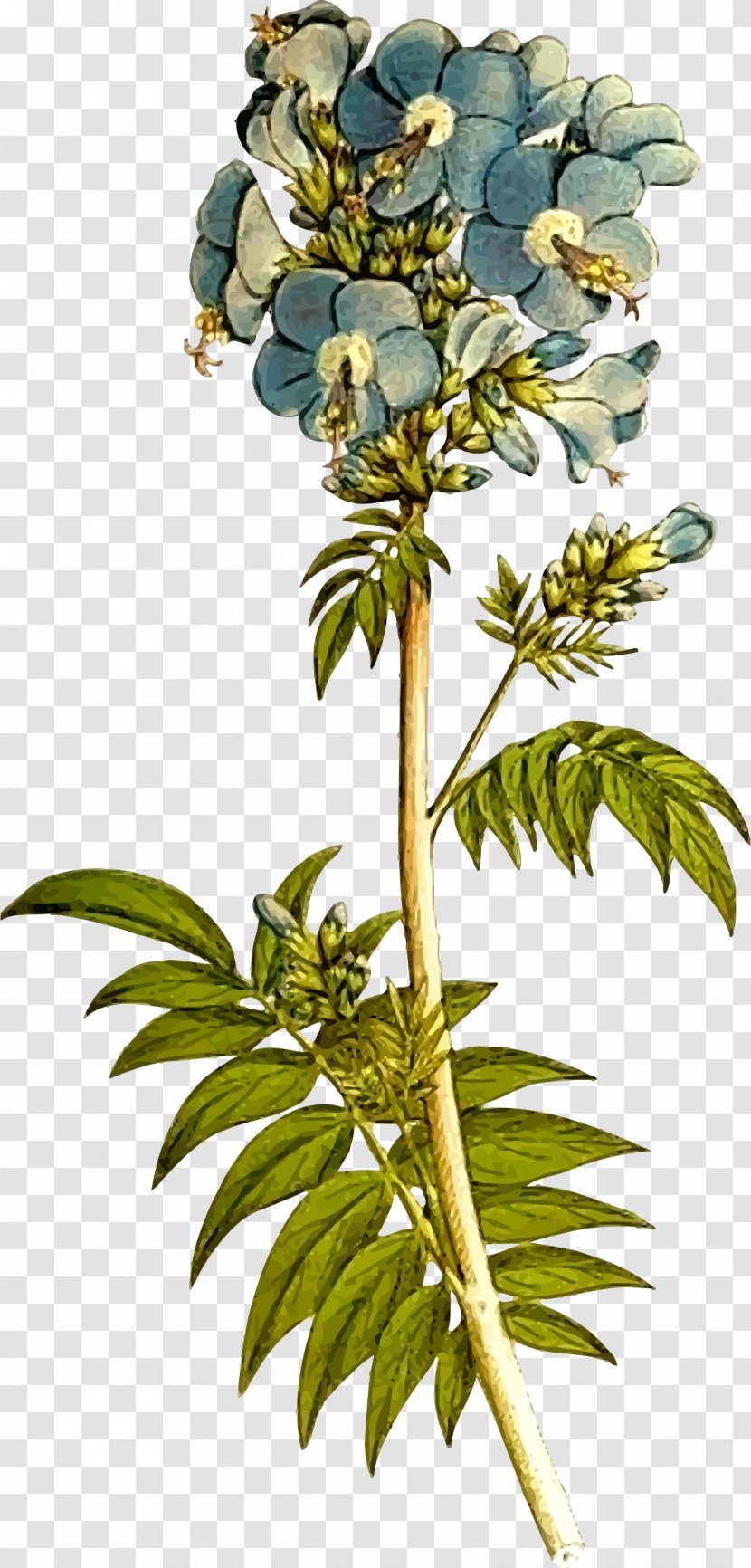 Jacob's Ladder Botany Polemonioideae Plant Polemonieae - Branch - Misty Meadow Floral Clipart Set Transparent PNG