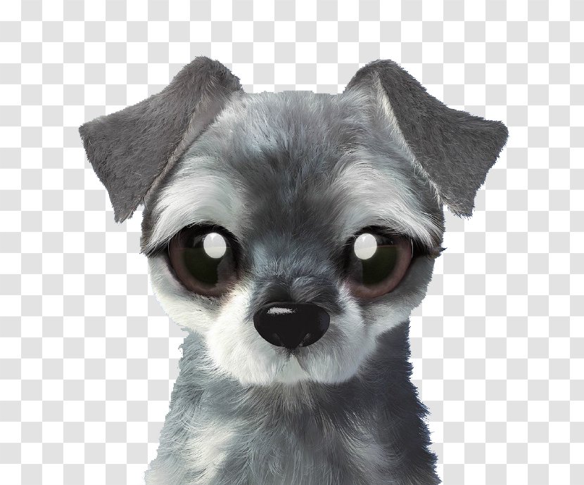 Chihuahua Chien-gris Puppy Dog Breed Toy - Group - Grey Transparent PNG