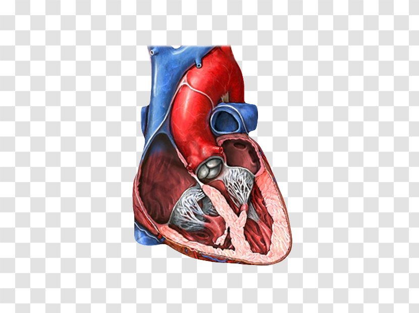 Mitral Valve Tricuspid Heart Insufficiency - Silhouette - Left Ventricle Transparent PNG