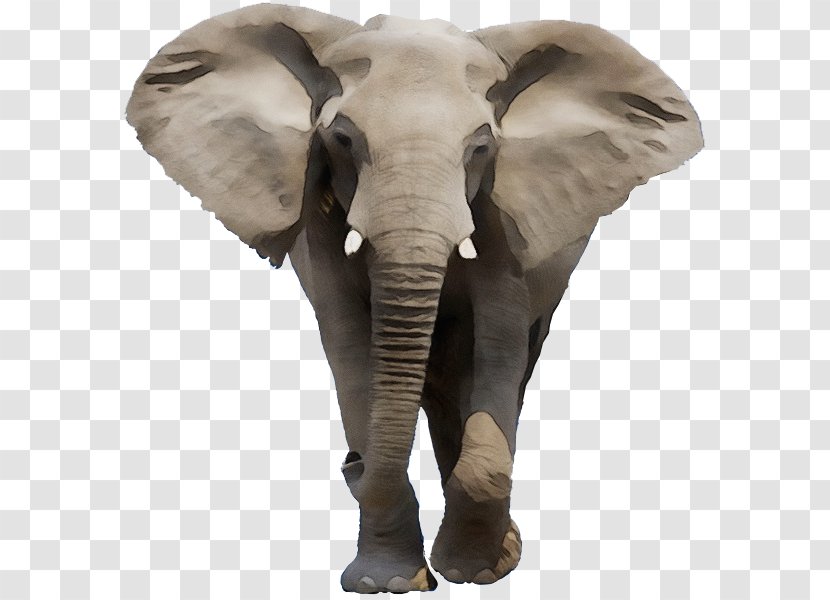 Indian Elephant African Bush Stock Photography Royalty-free - Animal Figure - Royaltyfree Transparent PNG