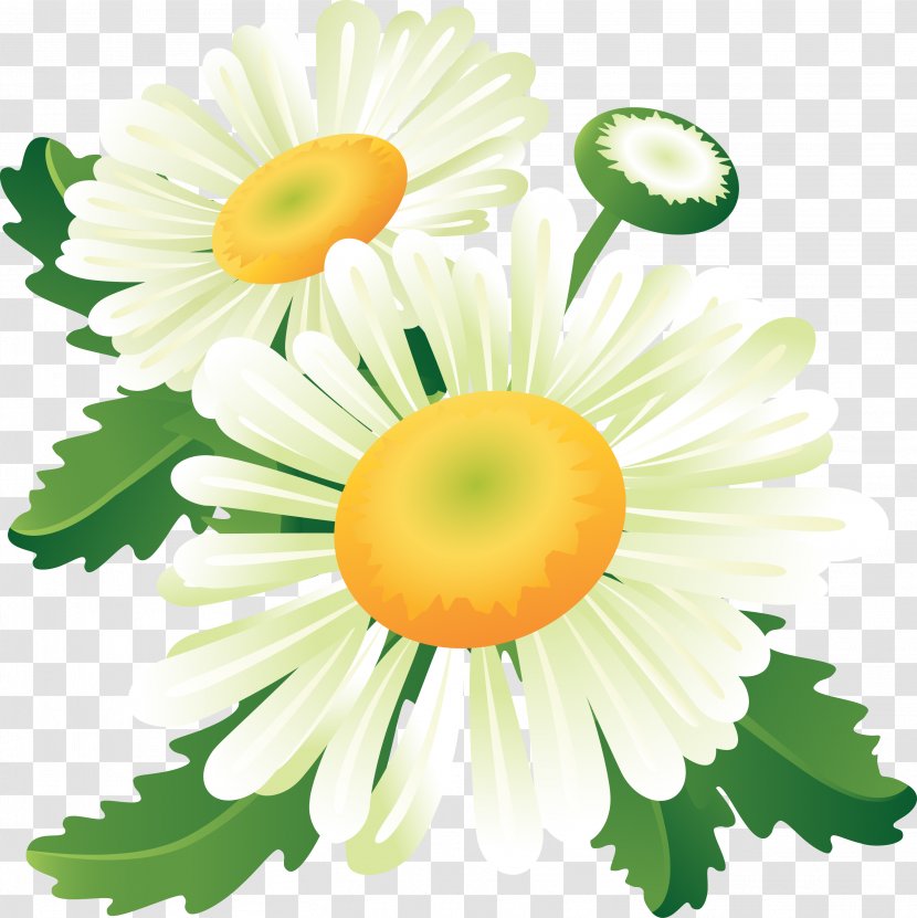 Flower Paper - Chamomile Transparent PNG