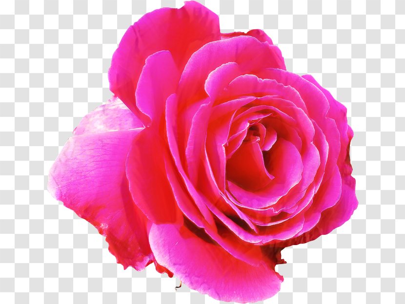 Rose Clip Art Image - Artificial Flower - Camellia Transparent PNG