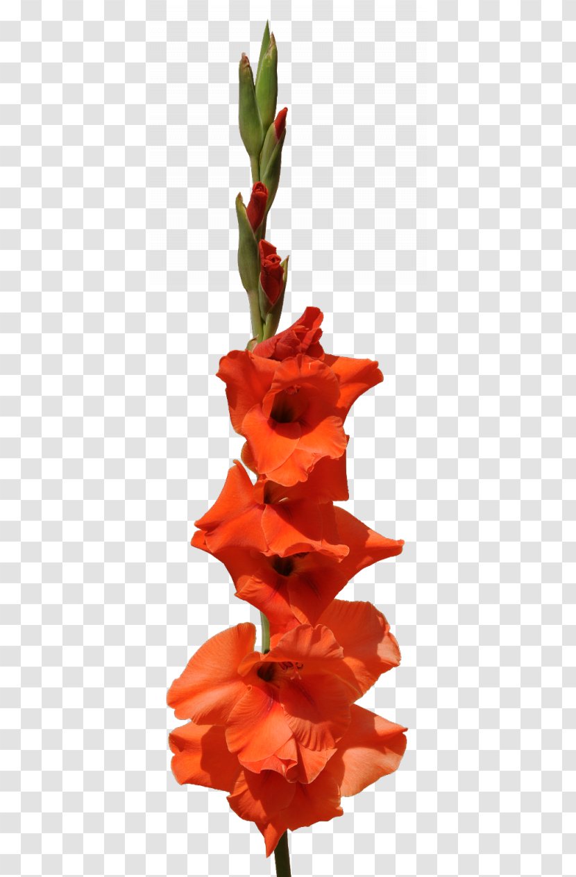 Gladiolus Flower Bouquet Clip Art - Orange Transparent PNG