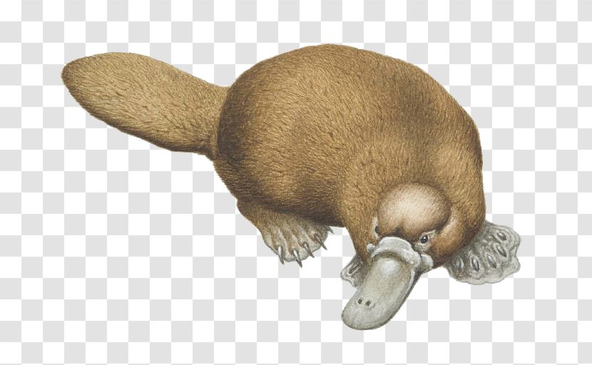 Platypus Duck Beaver Otter - Webbed Toes Transparent PNG