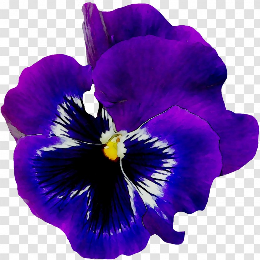 Pansy Flower African Violets Common Blue Violet - Viola - Plant Transparent PNG