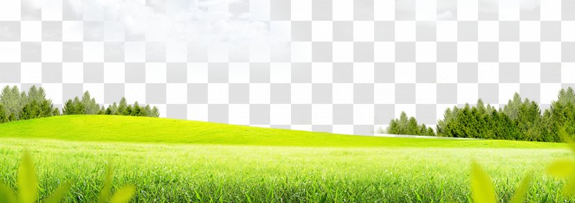 Lawn Grass Meadow - Field - Background Transparent PNG