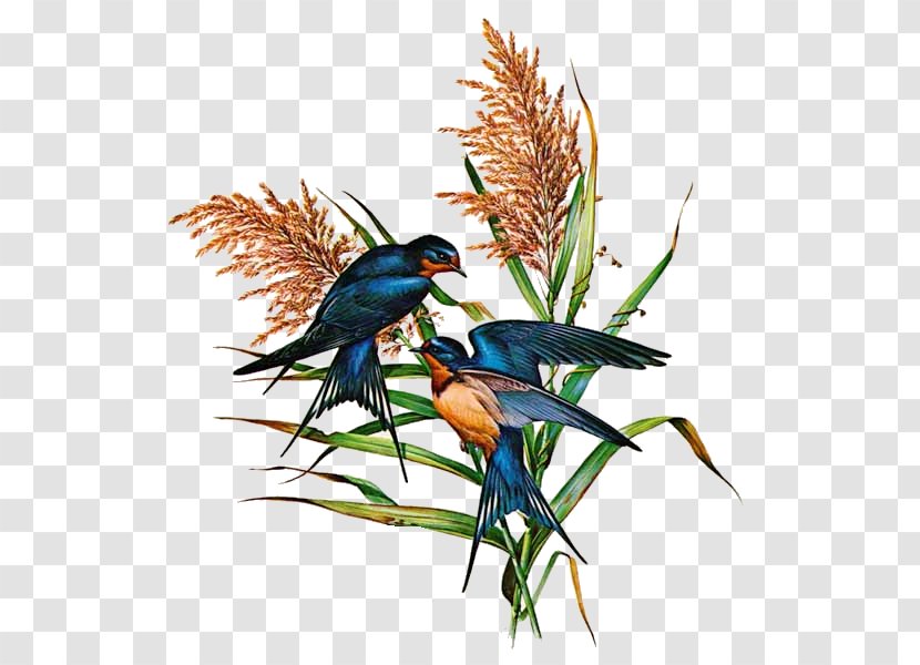 Bird Barn Swallow Cliff Swallows Cat Paper - Art Transparent PNG