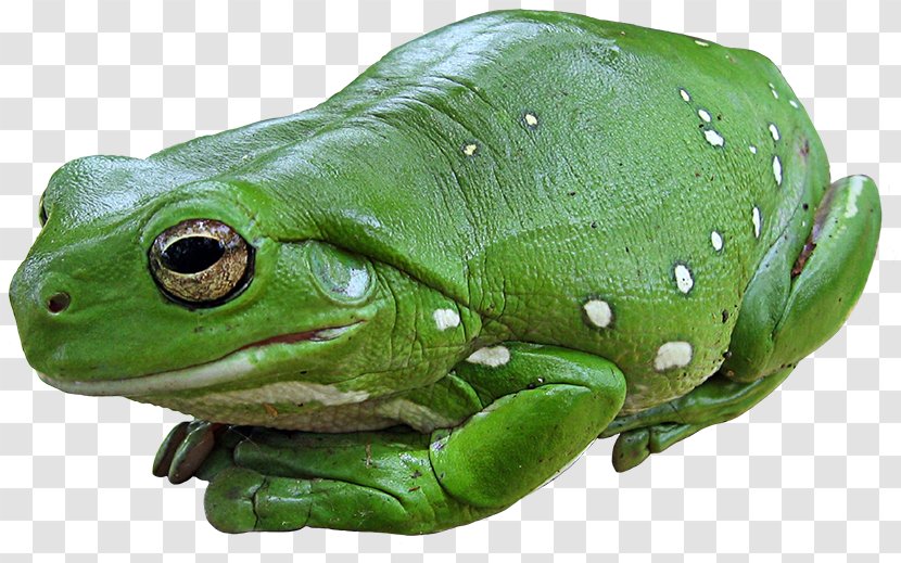Frog Cartoon - Tadpole - Bullfrog Shrub Transparent PNG