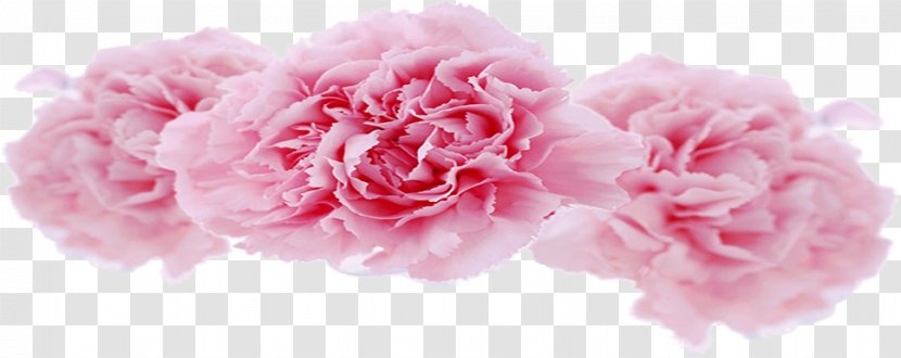 Centifolia Roses Garden Carnation Floral Design Cut Flowers - Rose Family - Peony Transparent PNG