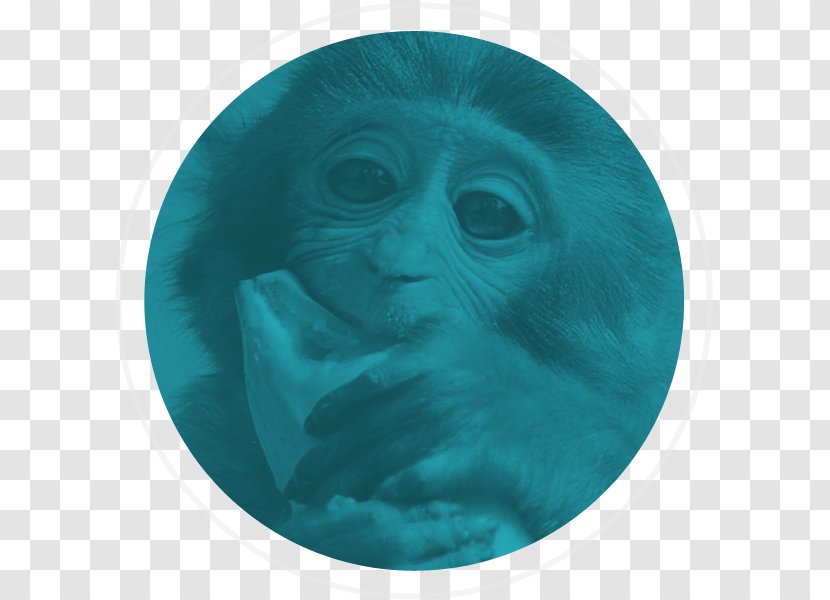Gorilla Monkey Turquoise Snout Ape - Aqua Transparent PNG
