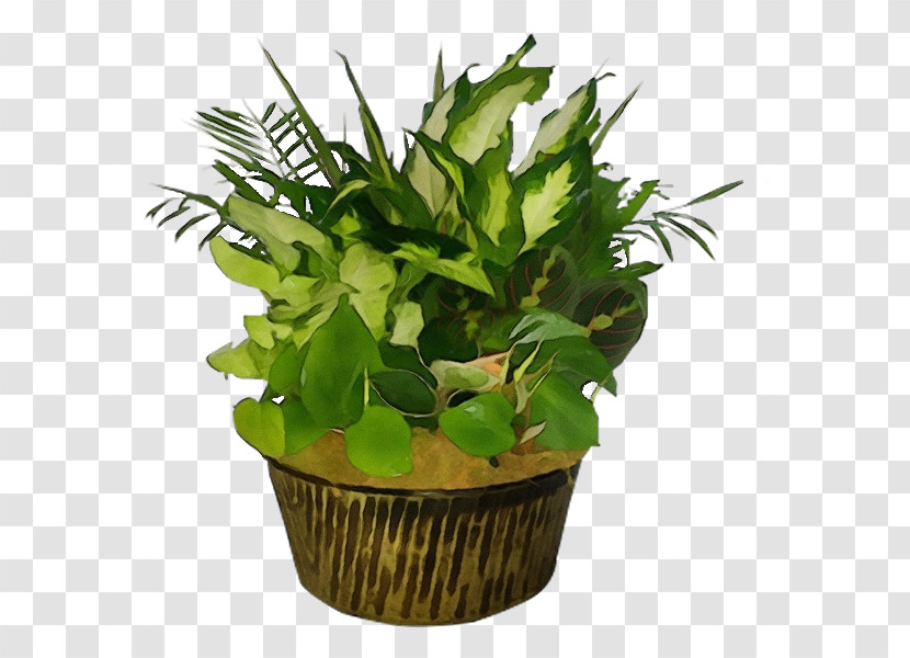 Leaf Flowerpot Houseplant Herb Biology Transparent PNG