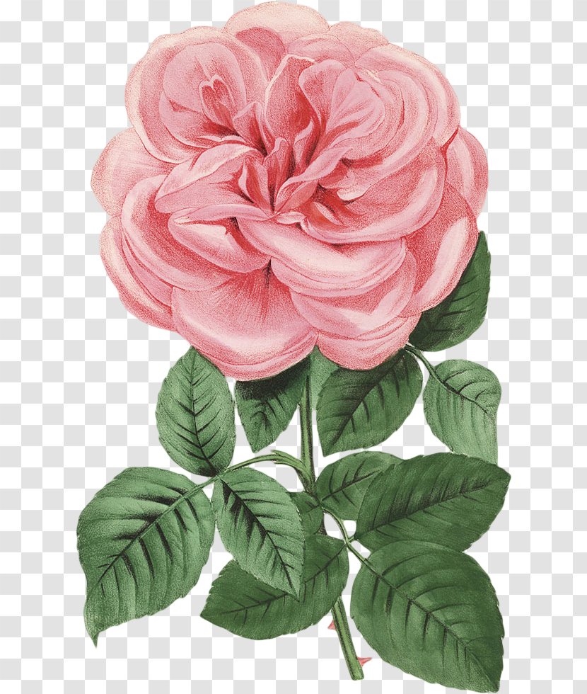 Garden Roses Cabbage Rose China Floribunda Cut Flowers - Family - Peach Transparent PNG