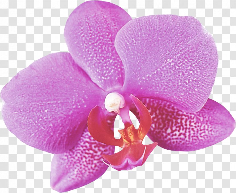 Petal Violet Flower Moth Orchid Purple - Plant - Magenta Transparent PNG