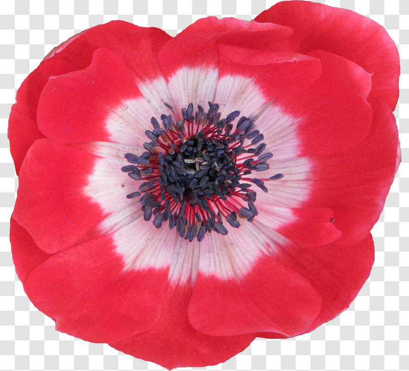 Anemone Petal - Flower - Seed Plant Transparent PNG