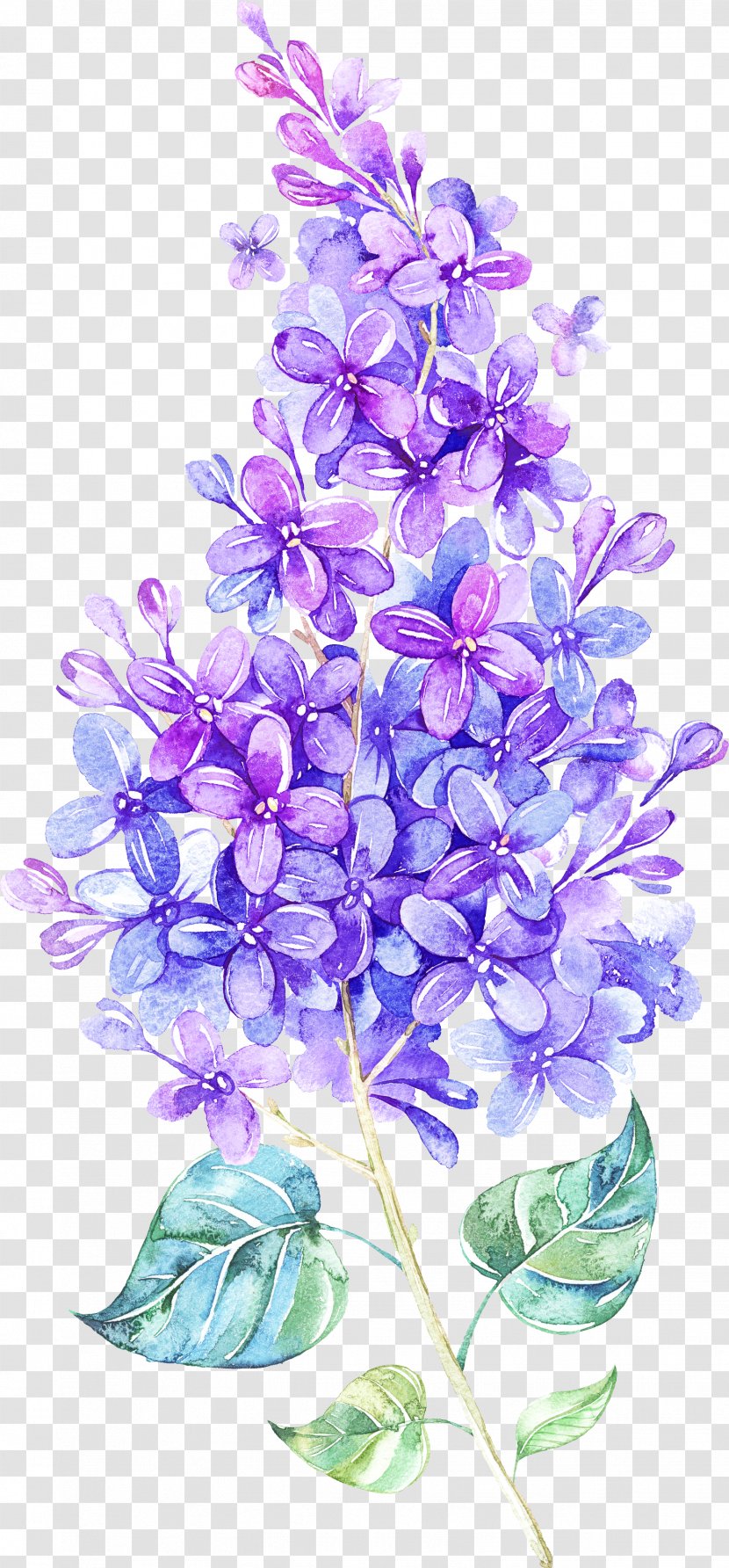 Lavender - Petal - Flowering Plant Transparent PNG