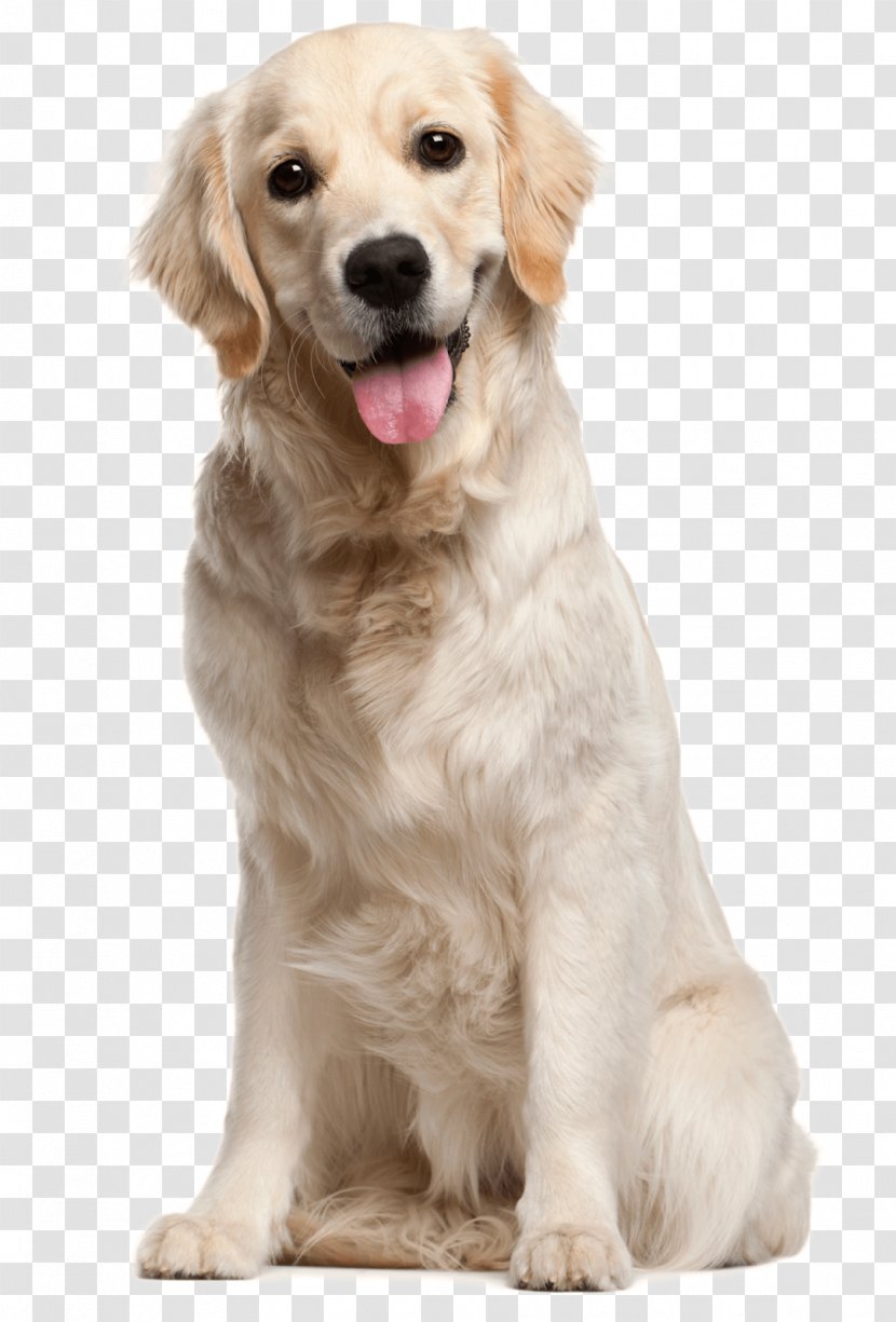 Golden Retriever Labrador Puppy Dog Breed Transparent PNG