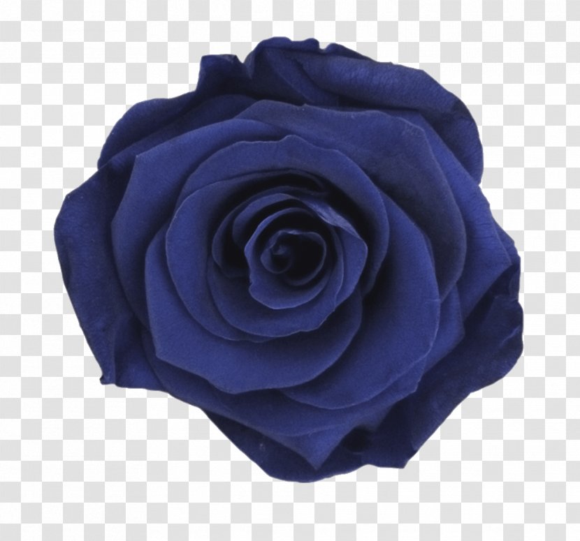 Garden Roses Blue Rose Color - Red Transparent PNG