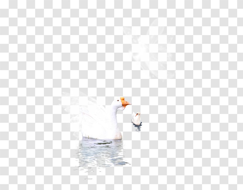 Duck Beak Computer Wallpaper - Ducks Geese And Swans - Swan Transparent PNG