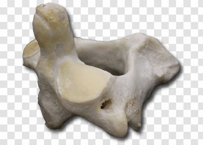 Bone Atlas Sculpture Vertebral Column VH Dissector - Cervical Vertebra Transparent PNG