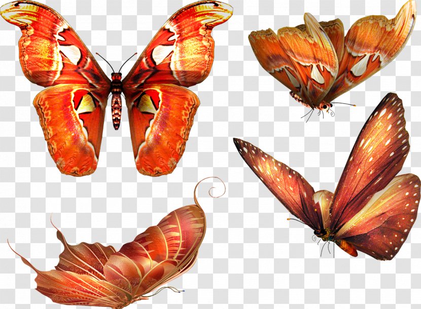 Papillon Dog Butterfly - Brush Footed Transparent PNG