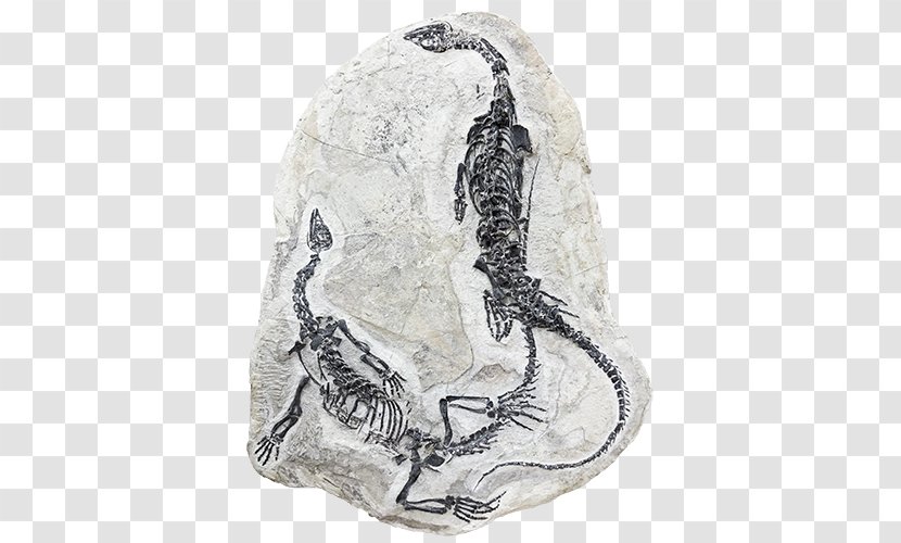 Fossil Reptile Ammonites Paleontology Reptilien, Amphibien & Fische - Plant - Dinosaur Fossils Transparent PNG