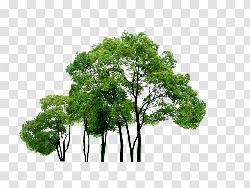Tree Download Computer File - Trees Transparent PNG
