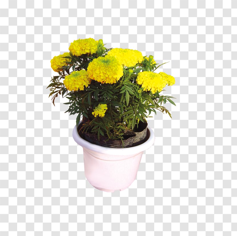 Flowerpot Plant Garden Greening - Chrysanthemum Photo Transparent PNG