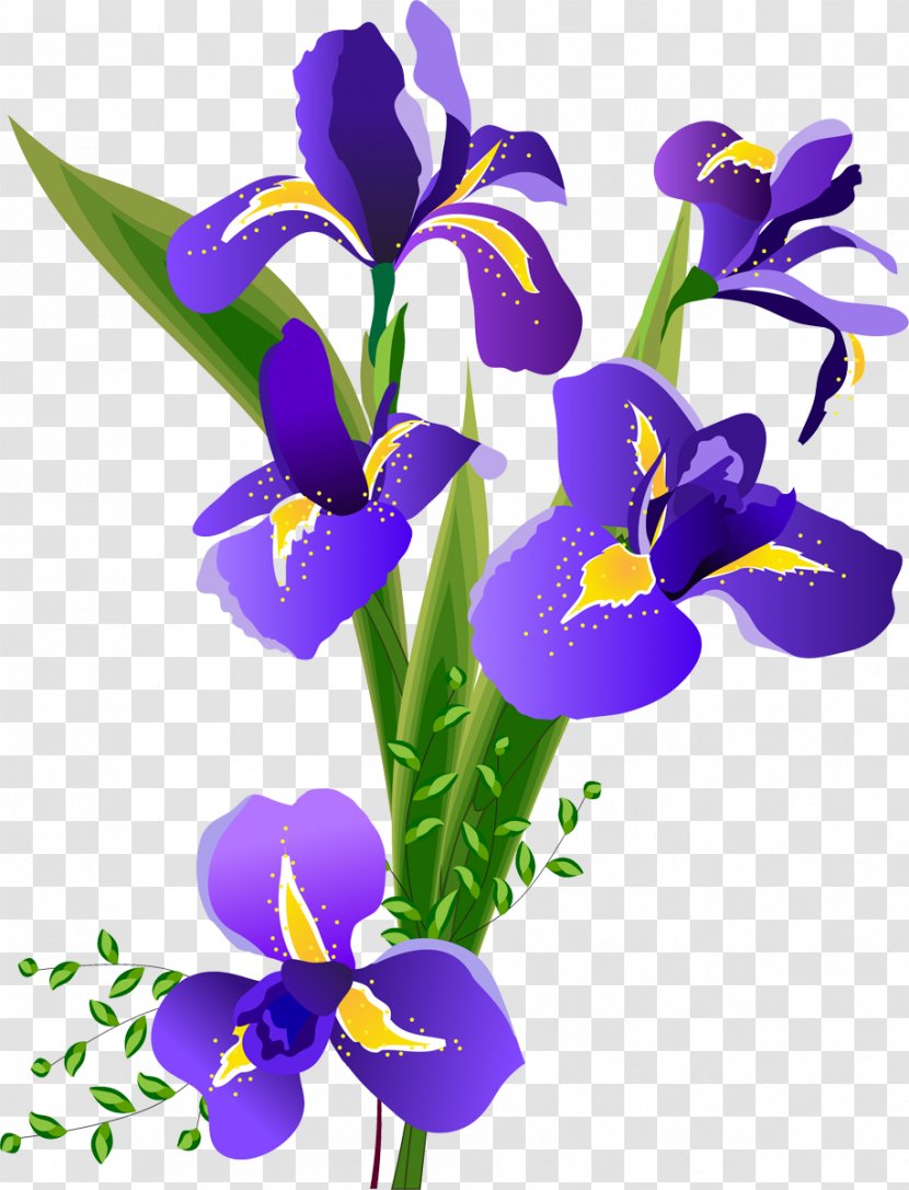 Flower Irises - Watercolor Painting - Iris Transparent PNG