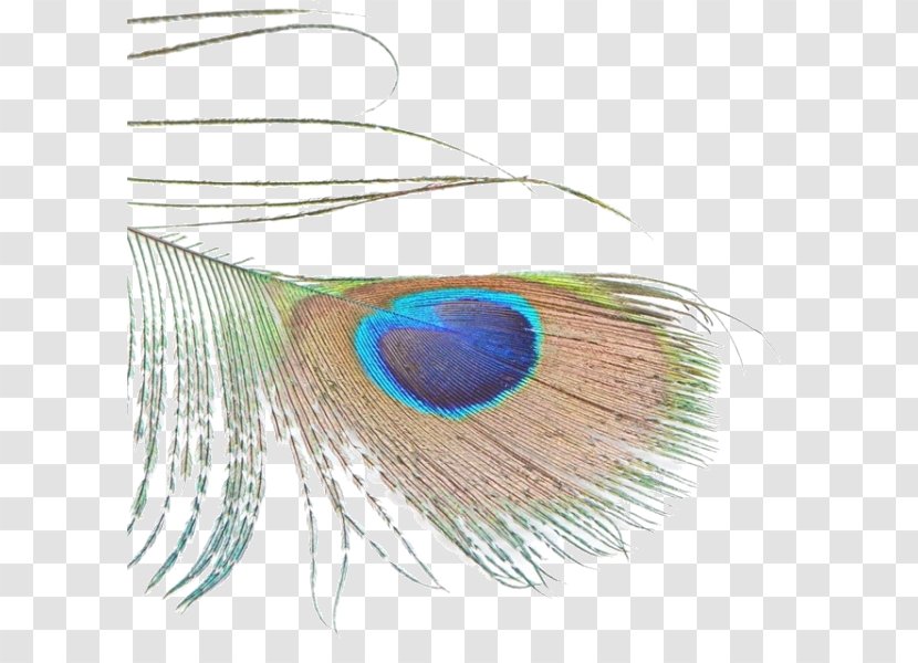 Feather Bird Green Peafowl Asiatic - Animal Product - Free Peacock Feathers Transparent PNG