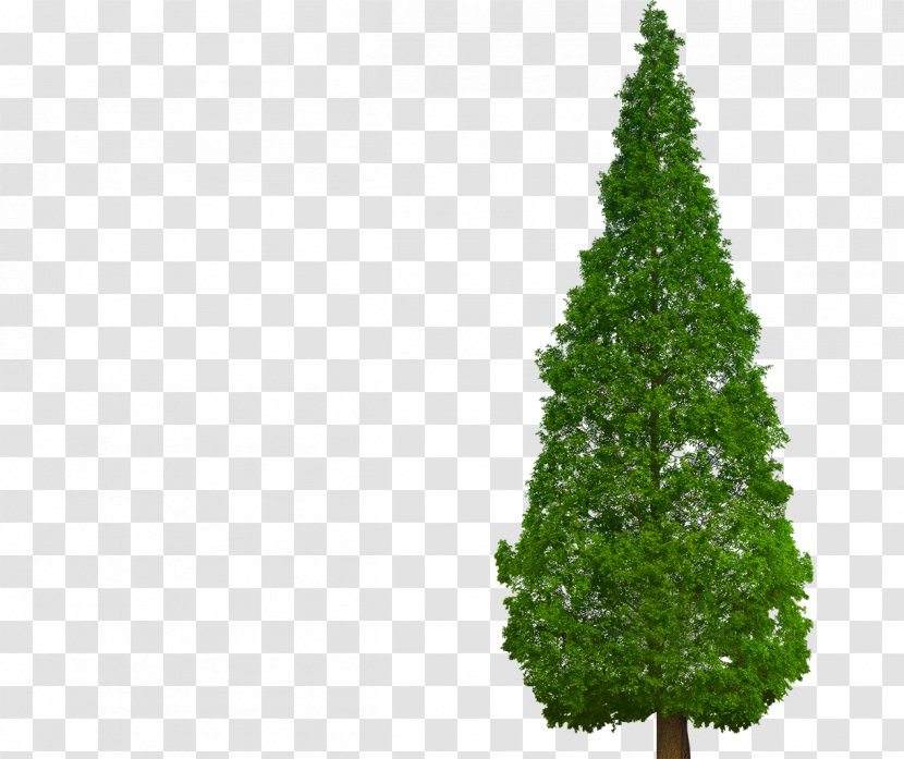 Metasequoia Glyptostroboides Tree Plant Chinese Fir Cypress - Kousa Dogwood Transparent PNG