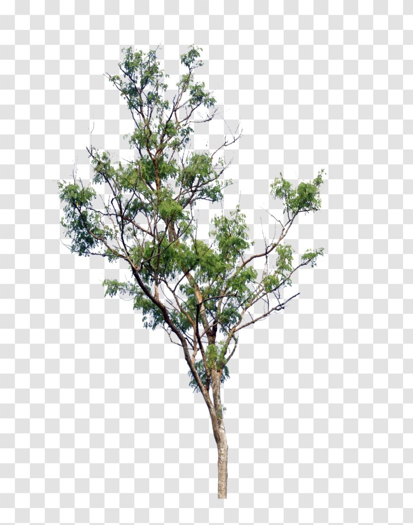 Trees Cartoon - Plant - American Larch Plane Transparent PNG