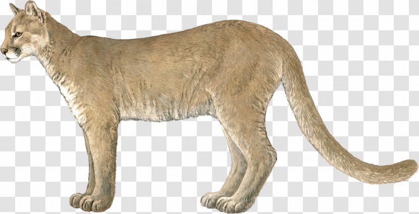 Whiskers Cougar Lion Big Cat - Cats Transparent PNG
