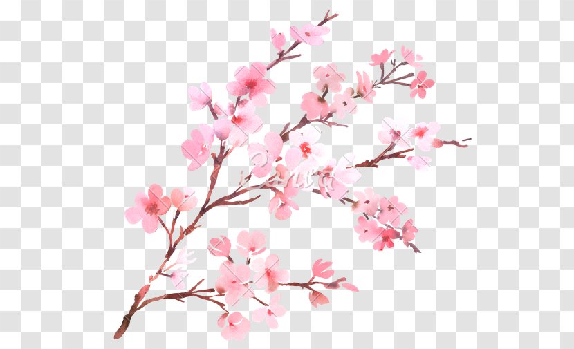Cherry Blossom Flower Branch Watercolor Painting Transparent PNG